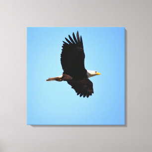 Soaring Eagle Canvas Print