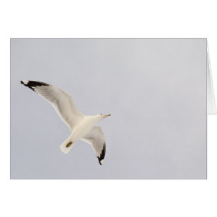 Soaring Gull
