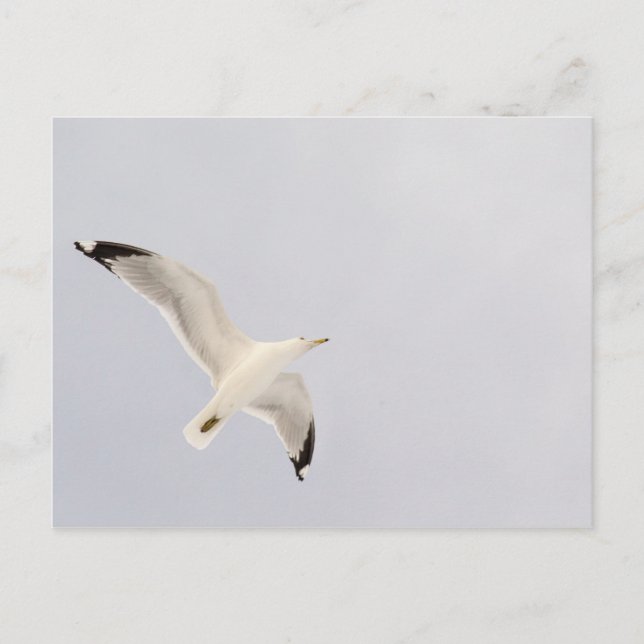Soaring Gull Postcard (Front)