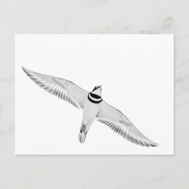 Soaring Killdeer Postcard (Front)
