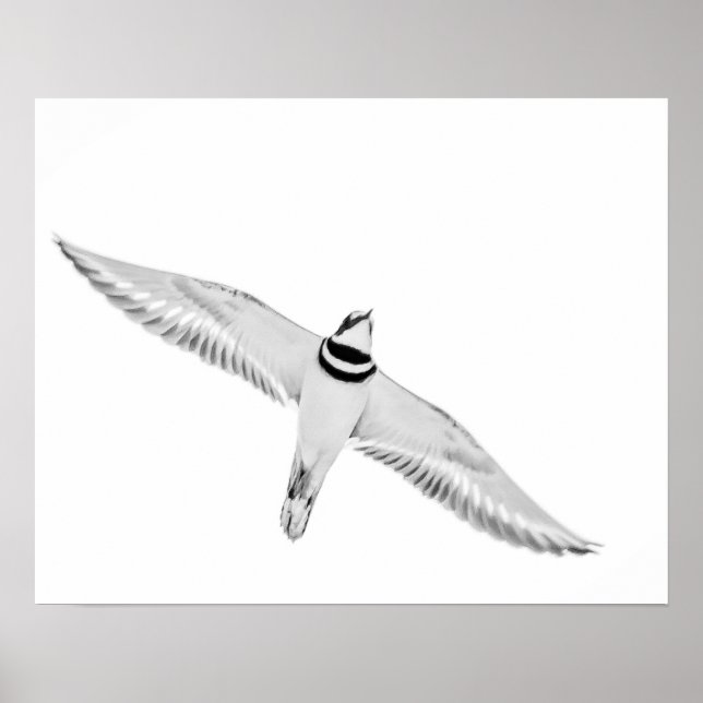 Soaring Killdeer Poster (Front)