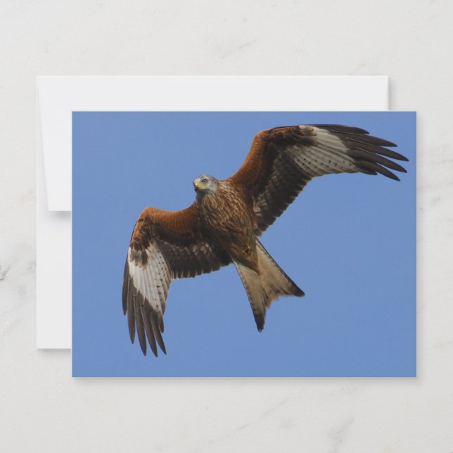 Soaring Red Kite (Front)