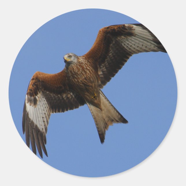 Soaring Red Kite Classic Round Sticker (Front)