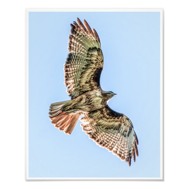 Soaring Red-Tailed Hawk – Wildlife Nature Print (Front)