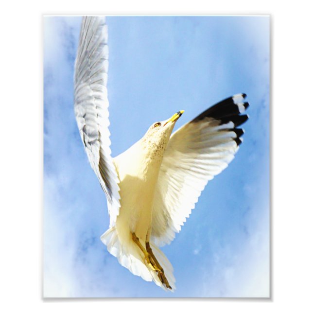 Soaring Seagull at the Beach Bird Photography Photo Print (Front)