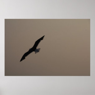 Soaring Seagull Poster