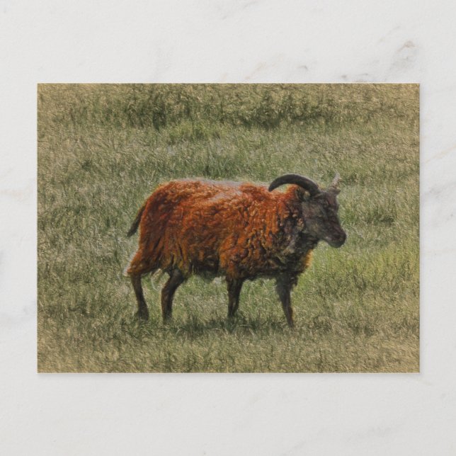 Soay Sheep Postcard (Front)