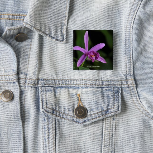 Sobralia Bouchei 2 Inch Square Button (In Situ)
