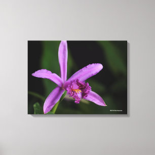 Sobralia Bouchei Canvas Print