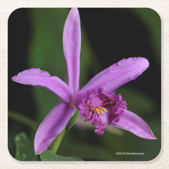 Sobralia Bouchei Square Paper Coaster (Front)