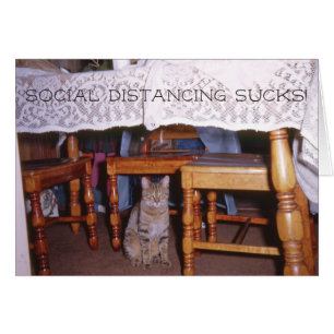 Social distancing Cat Under a Kitchen Table