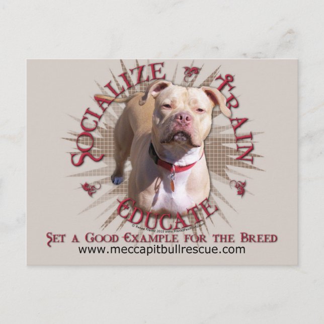 Socialize Train Educate Pitbull Postcard (Front)