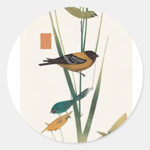 Society finch and green reed classic round sticker
