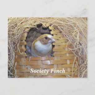 SOCIETY FINCH POSTCARD