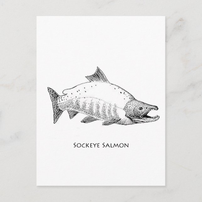 Sockeye Salmon Line Art Postcard (Front)