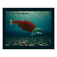 Sockeye Salmon
