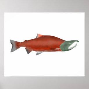 Sockeye Salmon - Spawn Phase Poster