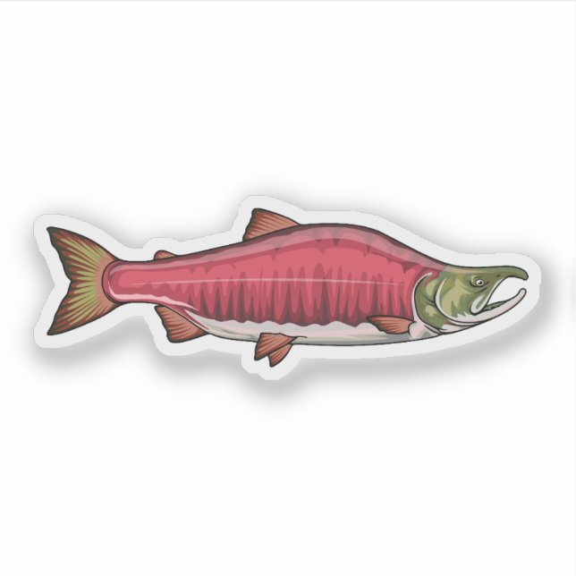 Sockeye Salmon Spawning Phase 2 (Front)