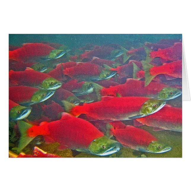 Sockeye Salmon Spawning Run (Front Horizontal)