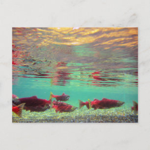 Sockeye Salmon Underwater Postcard