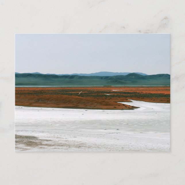 Soda Lake, Carrizo Plain National Monument CA Postcard (Front)
