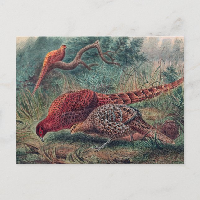Soemmerring’s Pheasant by Joseph Wolf Postcard (Front)