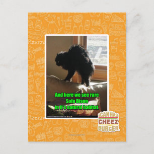 Sofa Bison Postcard