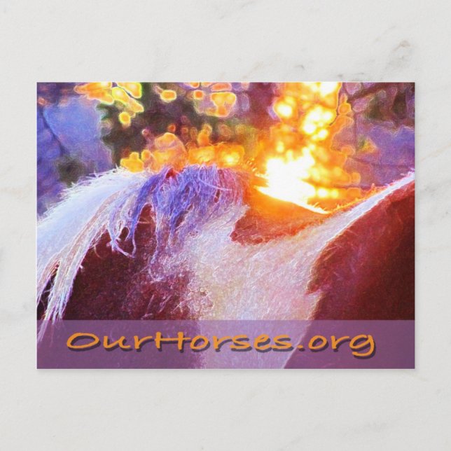 Sofi back postcard (Front)