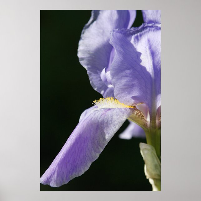 Soft And Delicate Poster (Front)