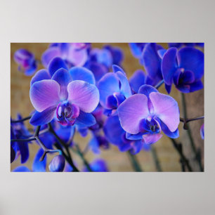 Soft Blue and Pink Orchid Poster