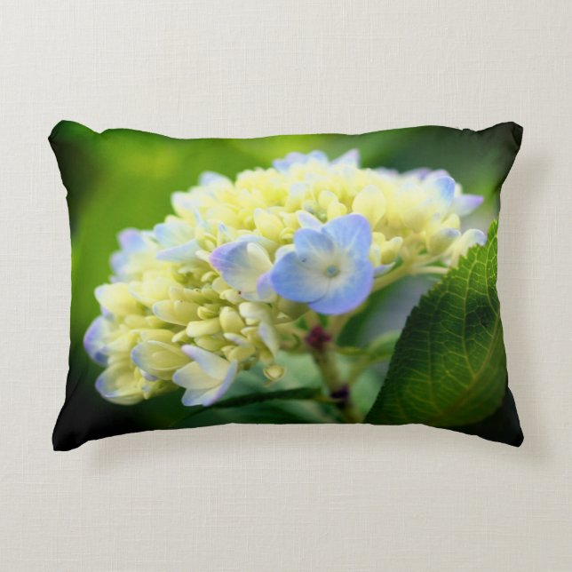 Soft  Blue Hydrangea Flower   Accent Pillow (Front)