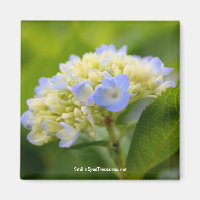 Soft Blue Hydrangea Flower Photography Magnet