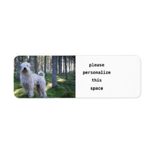 soft caoted wheten terrier full in woods
