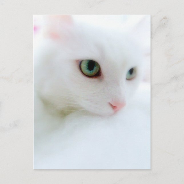 Soft Clouds Postcard (Front)