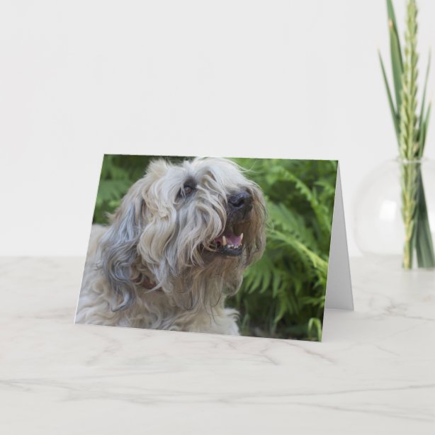 Soft Coated Wheaten Terrier Cards, Greeting Cards & More | Zazzle CA