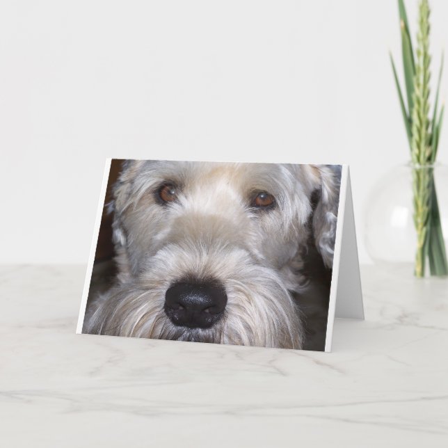 Soft Coated Wheaten Terrier Card (Front)
