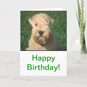 Soft Coated Wheaten Terrier Card
