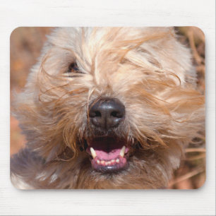 Soft Coated Wheaten Terrier portrait Mouse Pad
