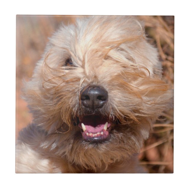 Soft Coated Wheaten Terrier portrait Tile (Front)