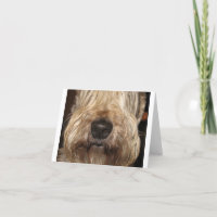 soft coated wheaton terrier.png