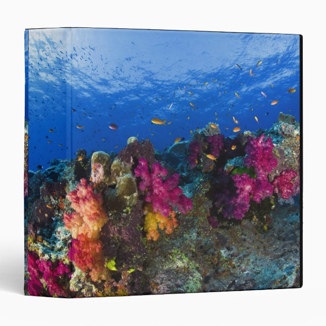 Soft corals on shallow reef, Fiji Binder (Front/Spine)