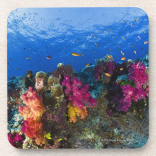 Soft corals on shallow reef, Fiji Coaster