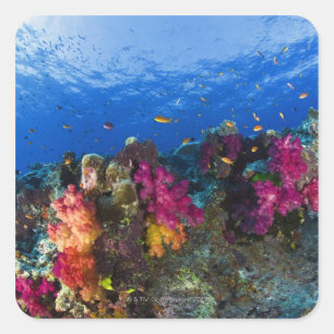 Soft corals on shallow reef, Fiji Square Sticker
