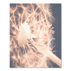 Soft Fairytale Pink Dandelion Blowball 2 Photo Print