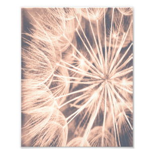 Soft Fairytale Pink Dandelion Blowball 6 Photo Print