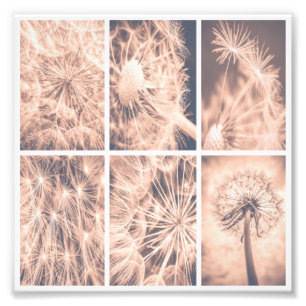 Soft Fairytale Pink Dandelion Blowball Square Photo Print