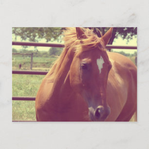 Soft Focus Scotch Postcard