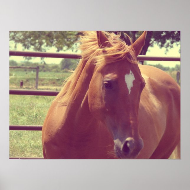 Soft Focus Scotch Poster (Front)