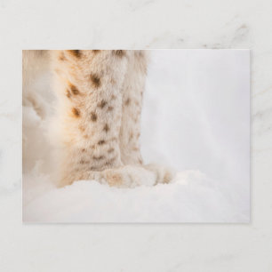 Soft golden lynx paws in snow postcard