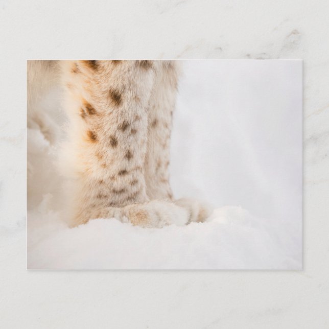 Soft golden lynx paws in snow postcard (Front)